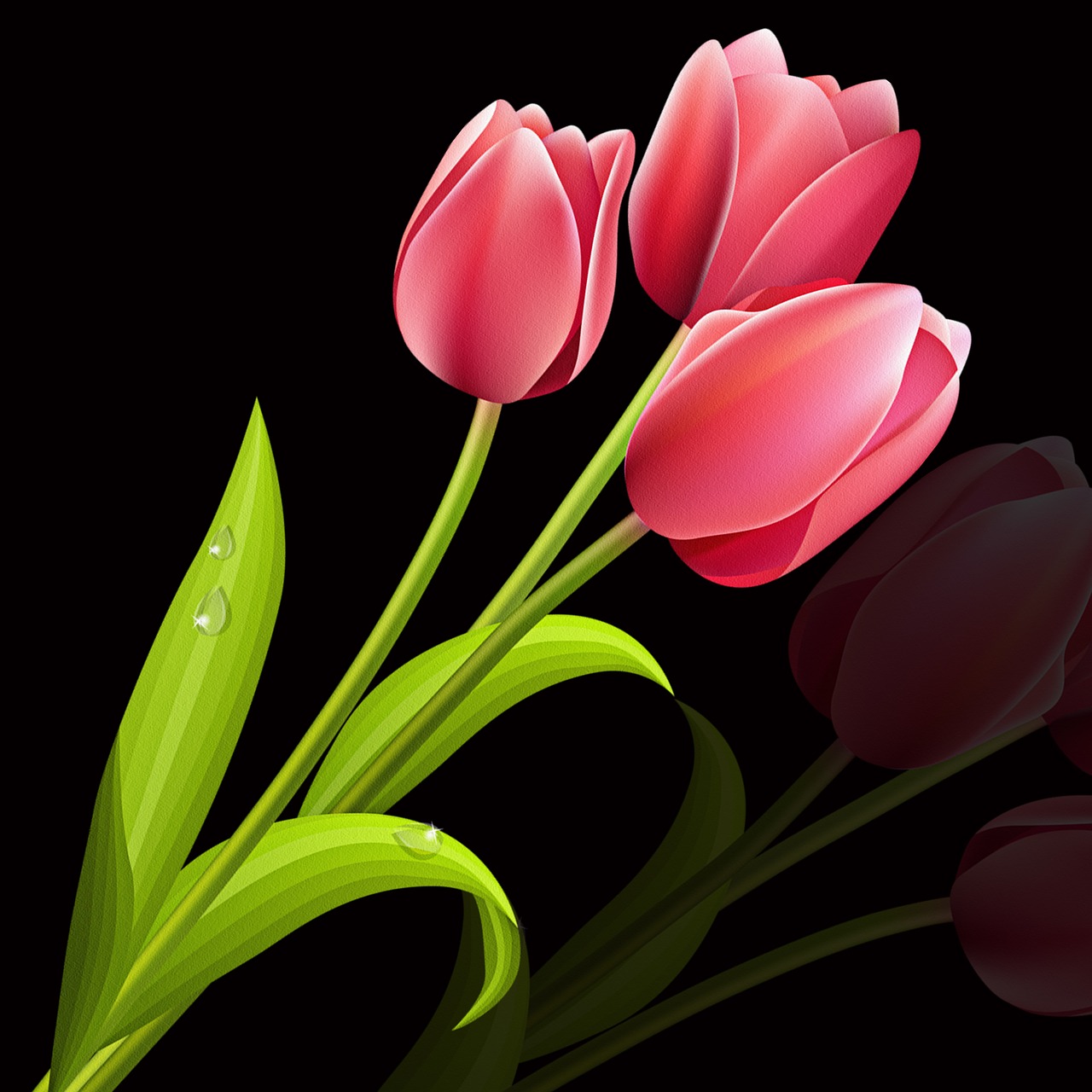 tulip flower plant free photo