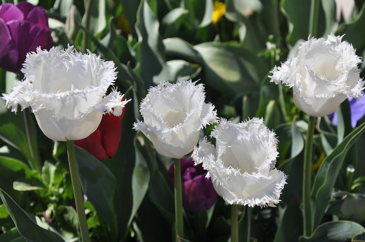 tulip white bloom free photo