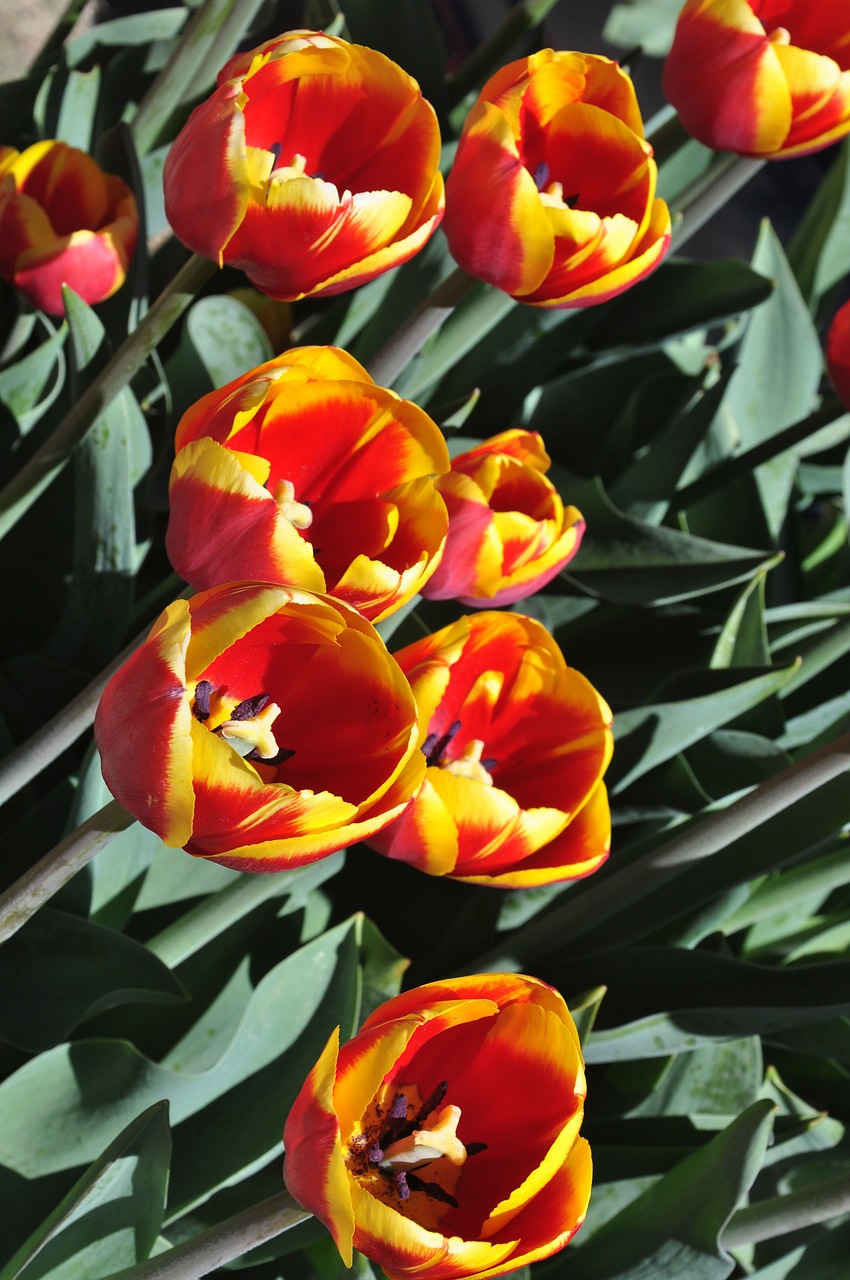 tulip flower floral free photo