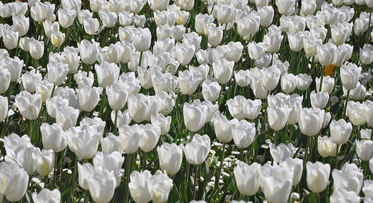 tulip white flower free photo
