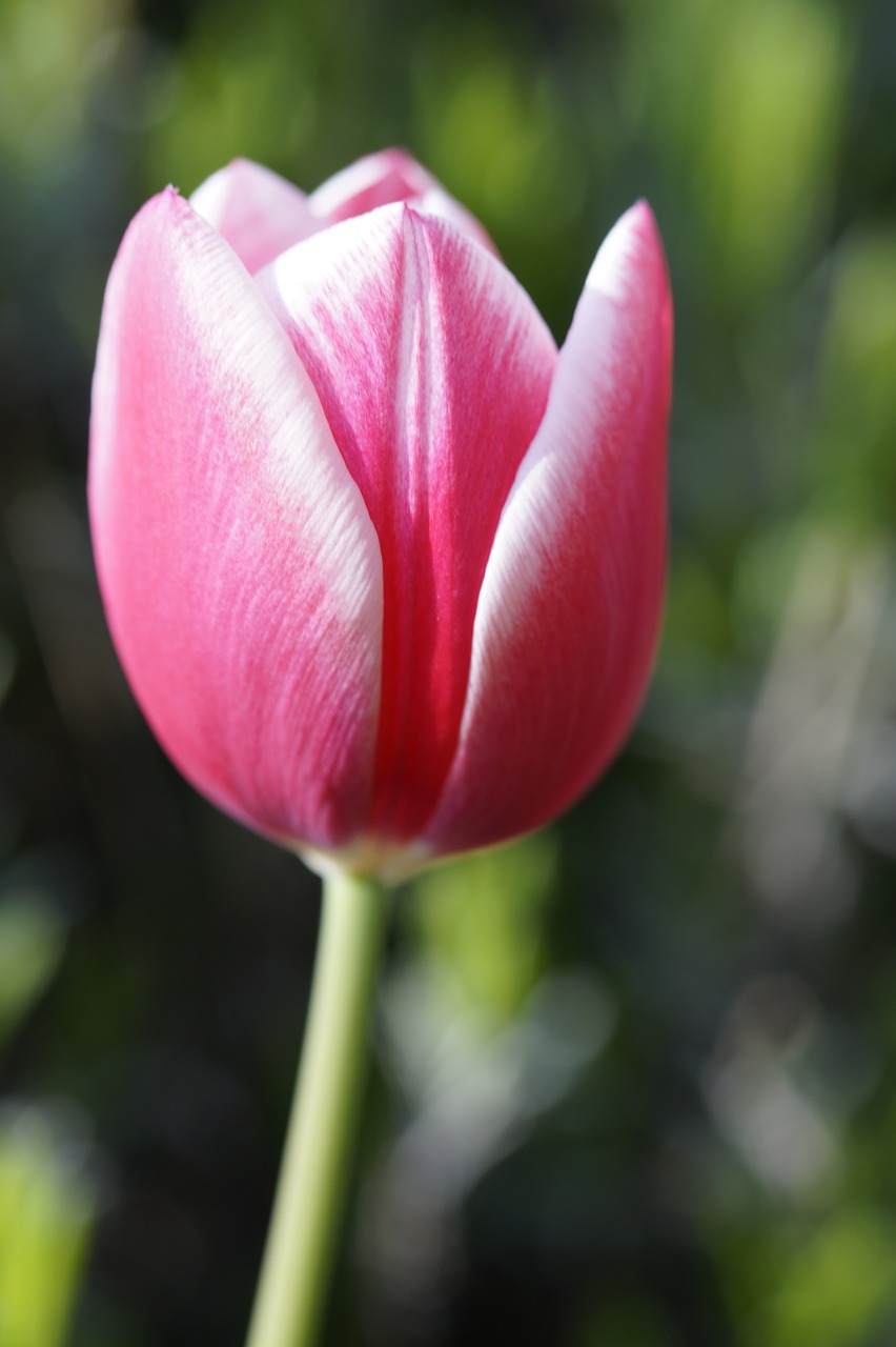 tulip tulpenbluete bloom free photo