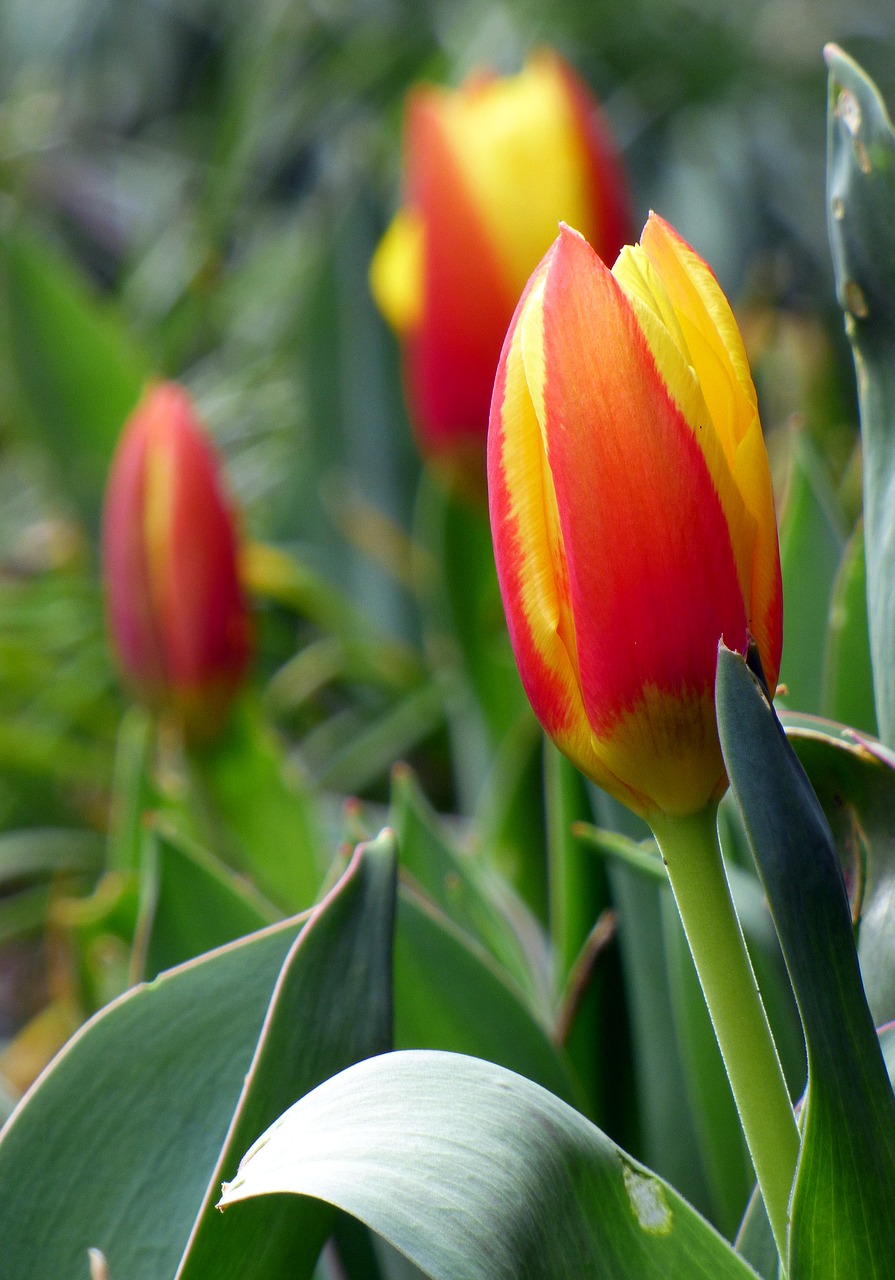 tulip flower nature free photo