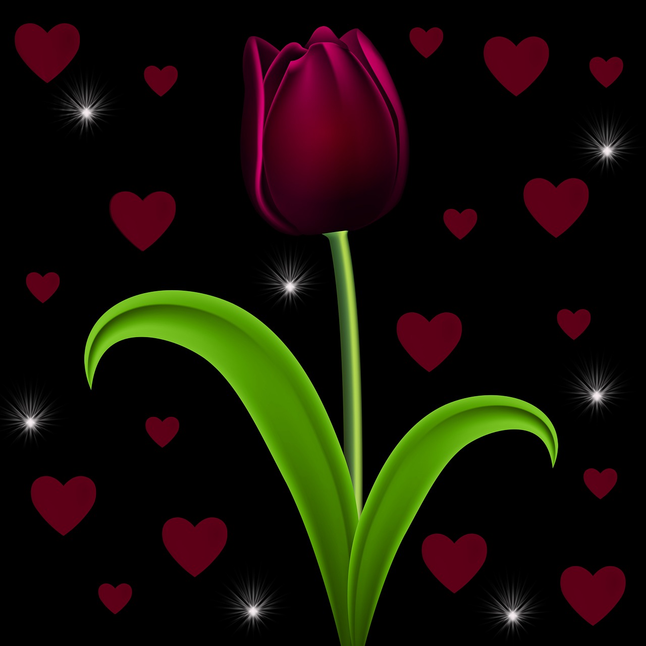 tulip black background hearts free photo