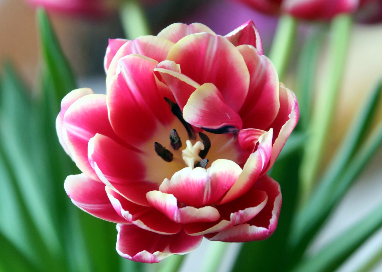 tulip garden nature free photo