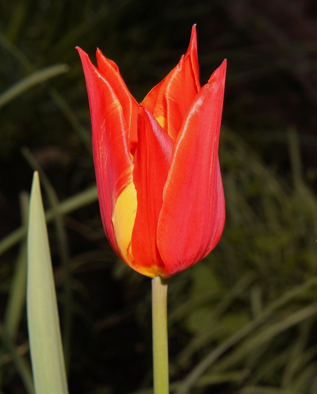 tulip red flower free photo