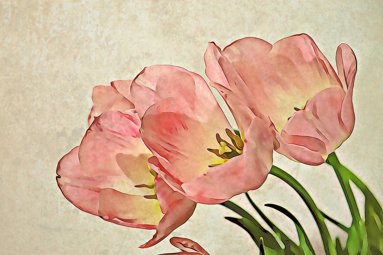 tulip flower bouquet de fleurs free photo