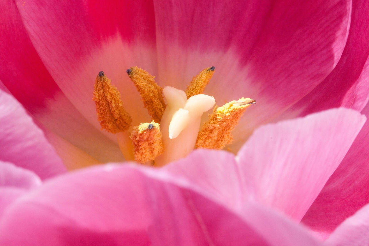 tulip pistil pollen free photo