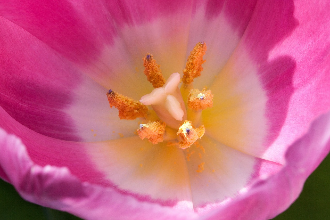 tulip stamp stamens free photo