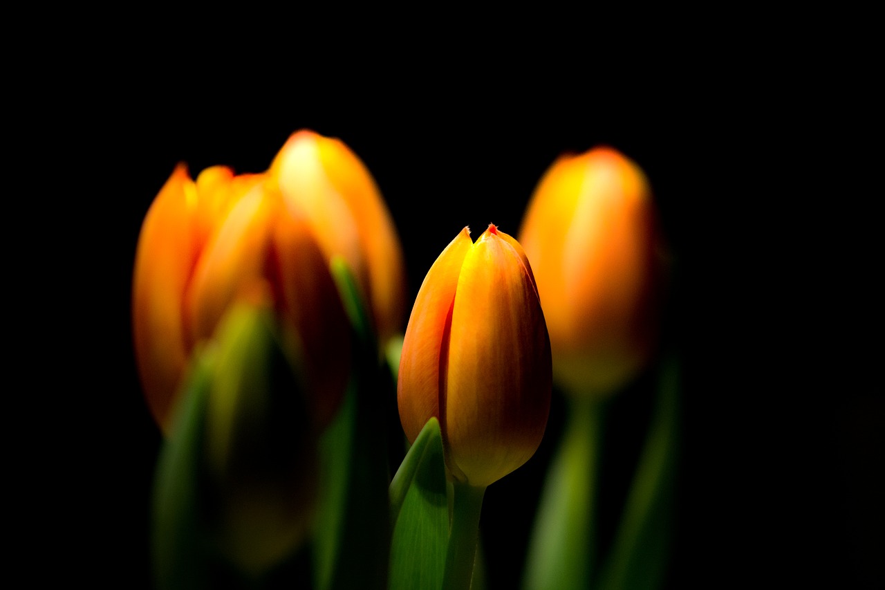 tulip nature flower free photo