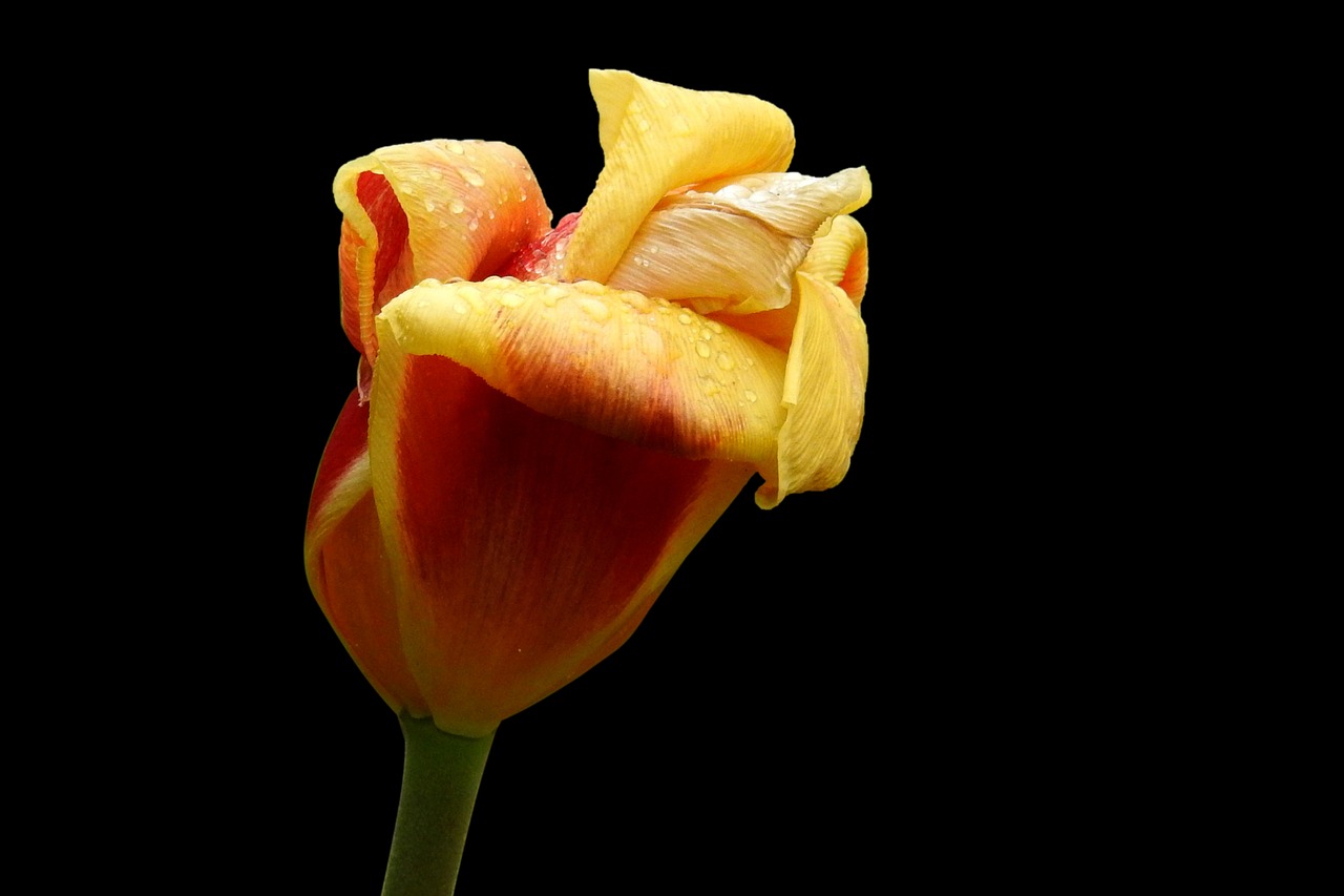 tulip flower nature free photo