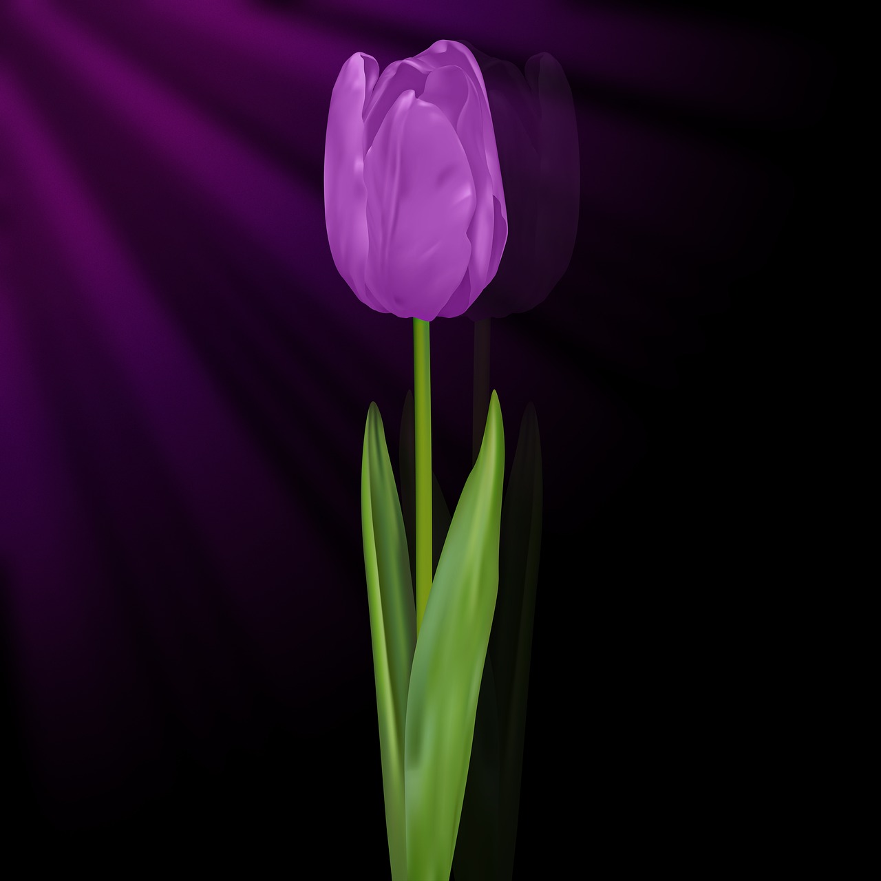 tulip tulipan violet black background free photo