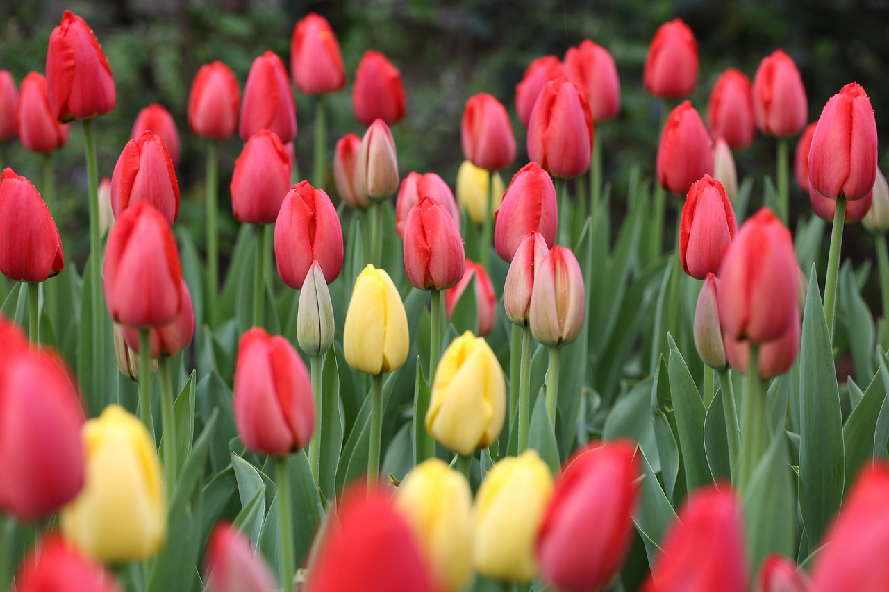 tulip flower nature free photo