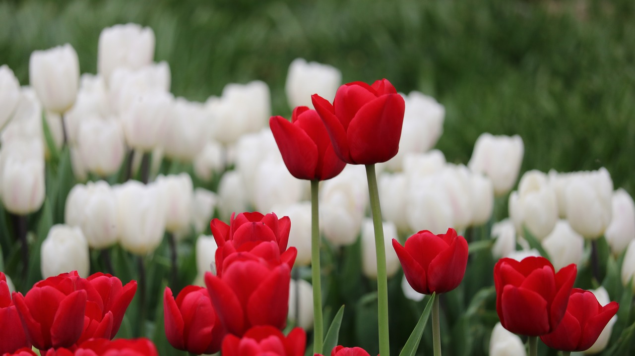 tulip flower nature free photo