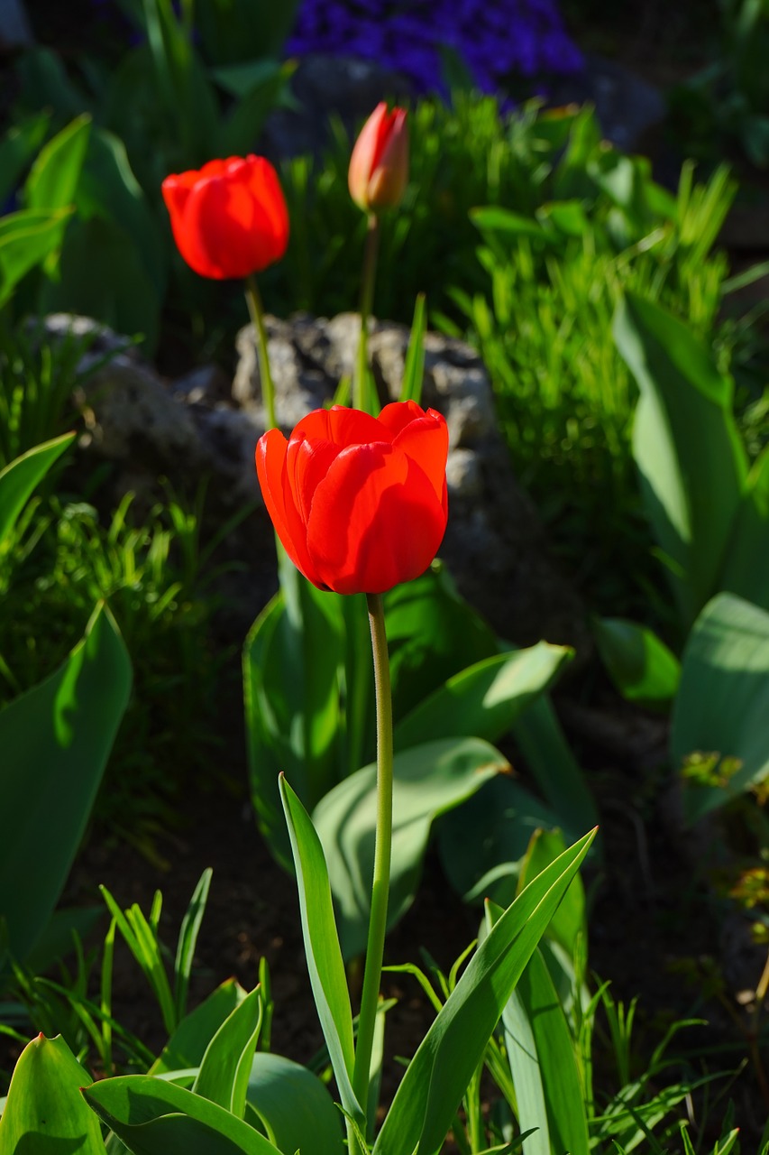 tulip red flower free photo