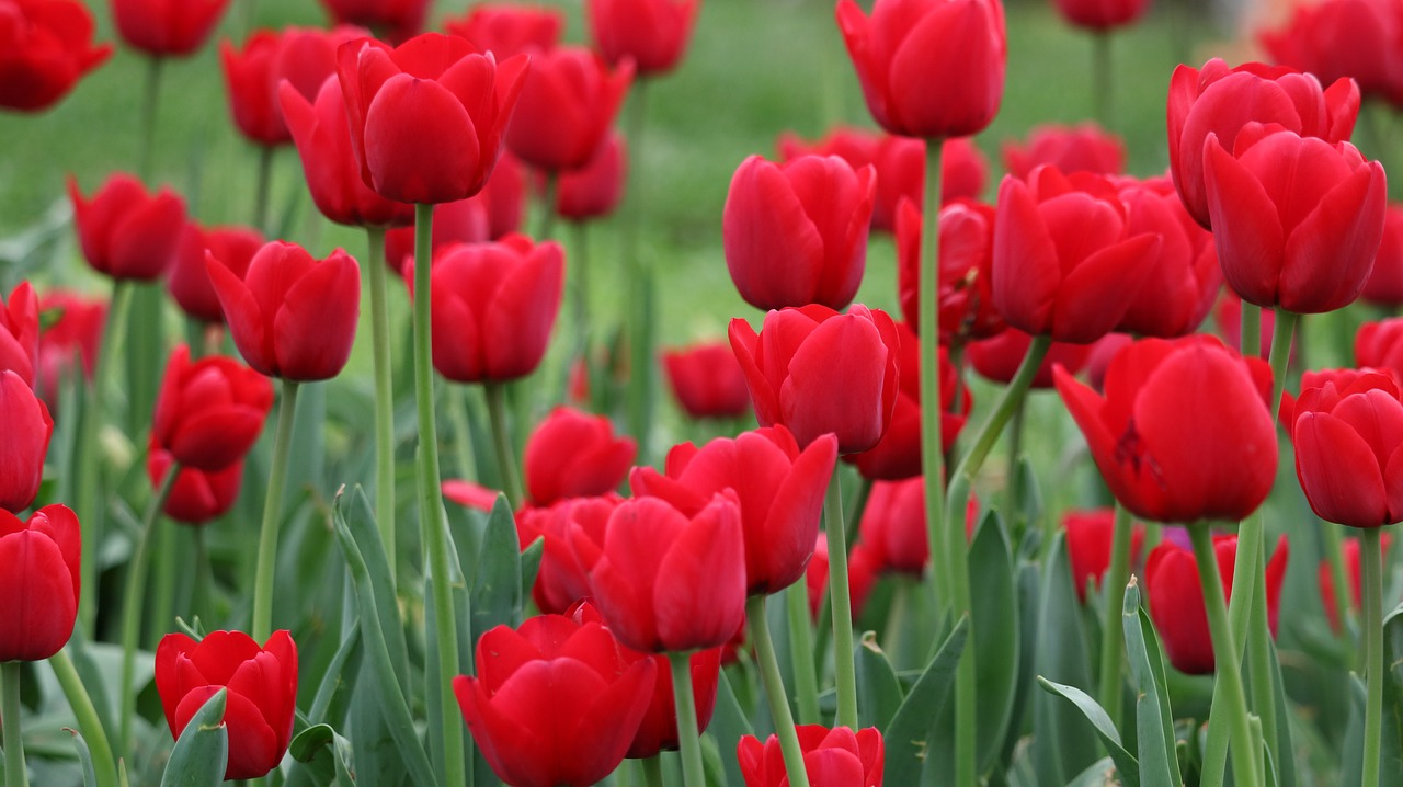 tulip nature plant free photo