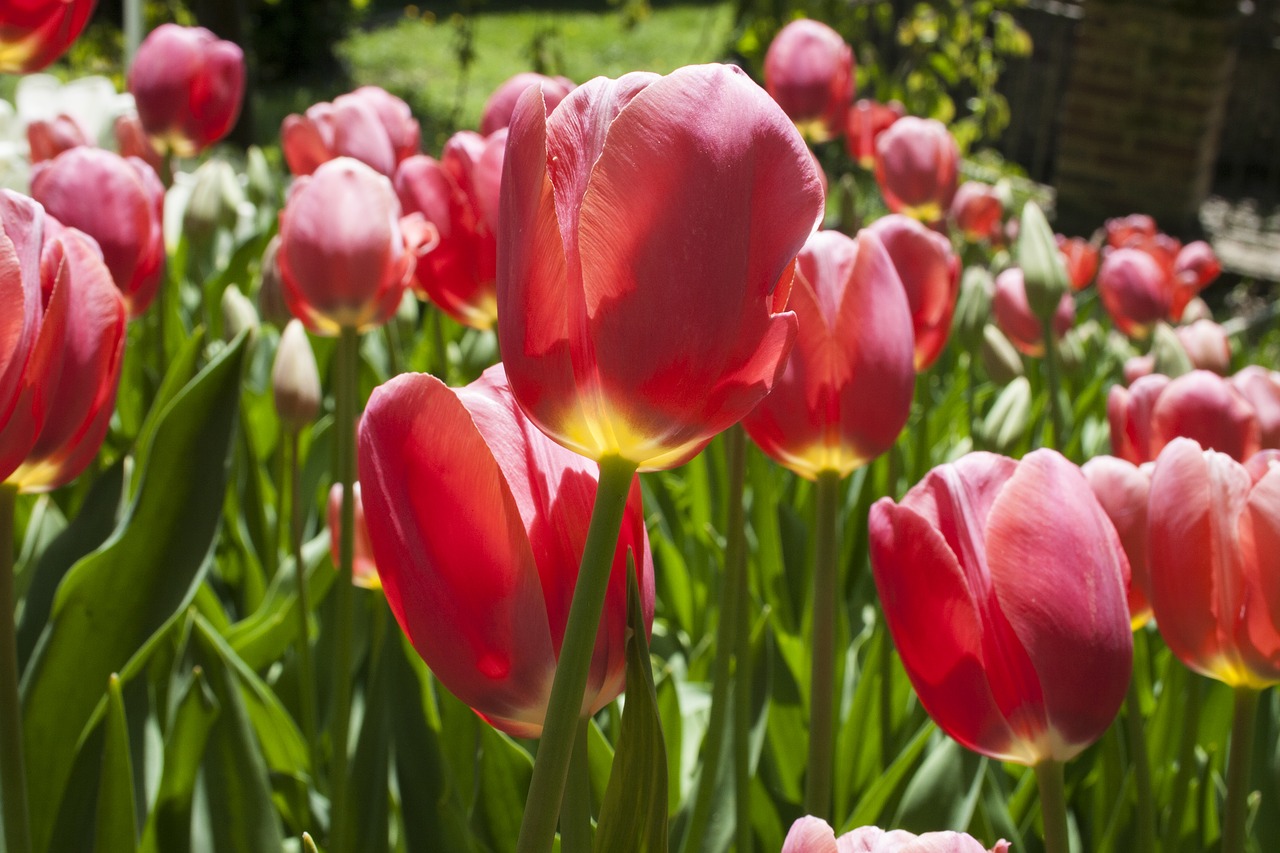 tulip garden nature free photo