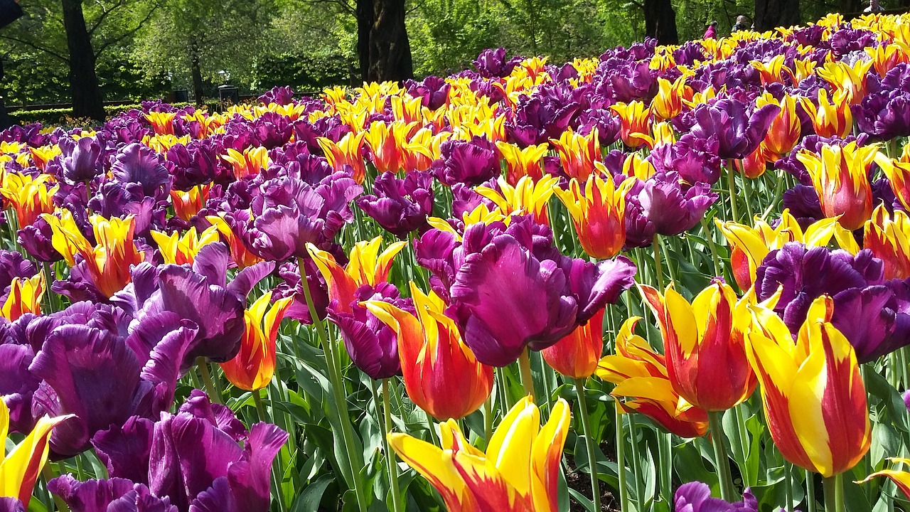 tulip garden flower free photo