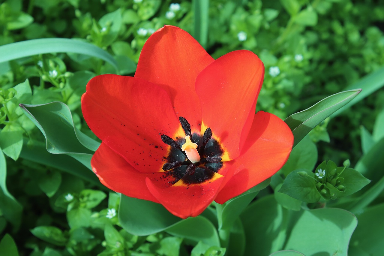 tulip bud red tulips free photo