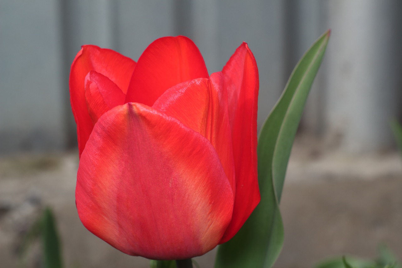 tulip flower large free photo