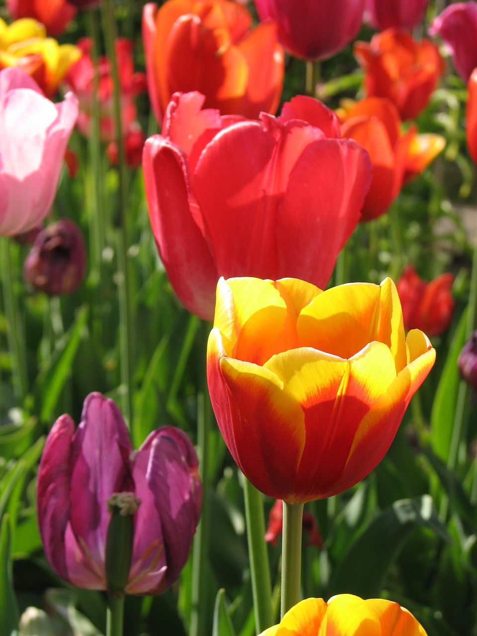 tulip nature garden free photo