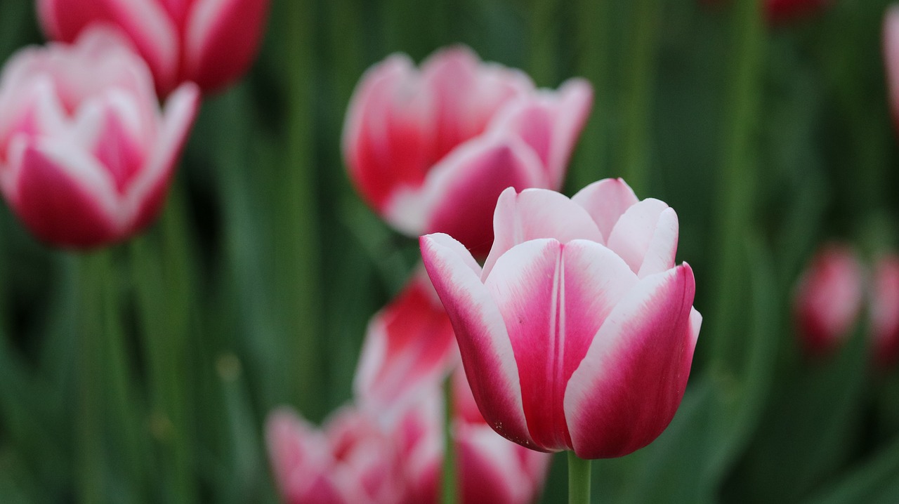 tulip plant flower free photo