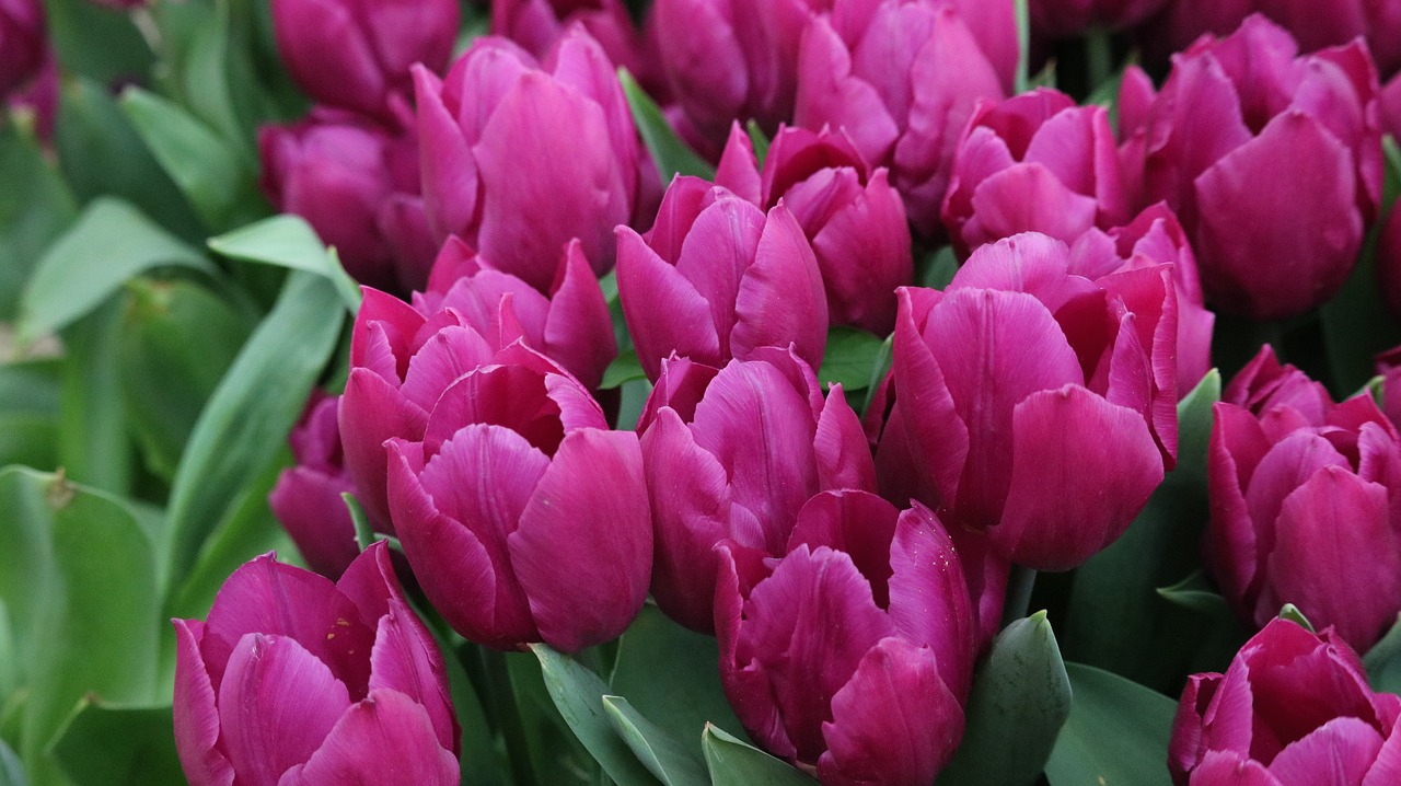 tulip garden flower free photo