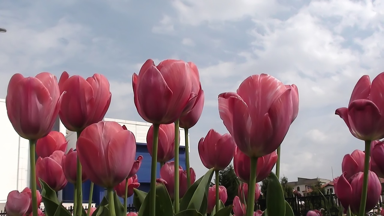 tulip nature plant free photo