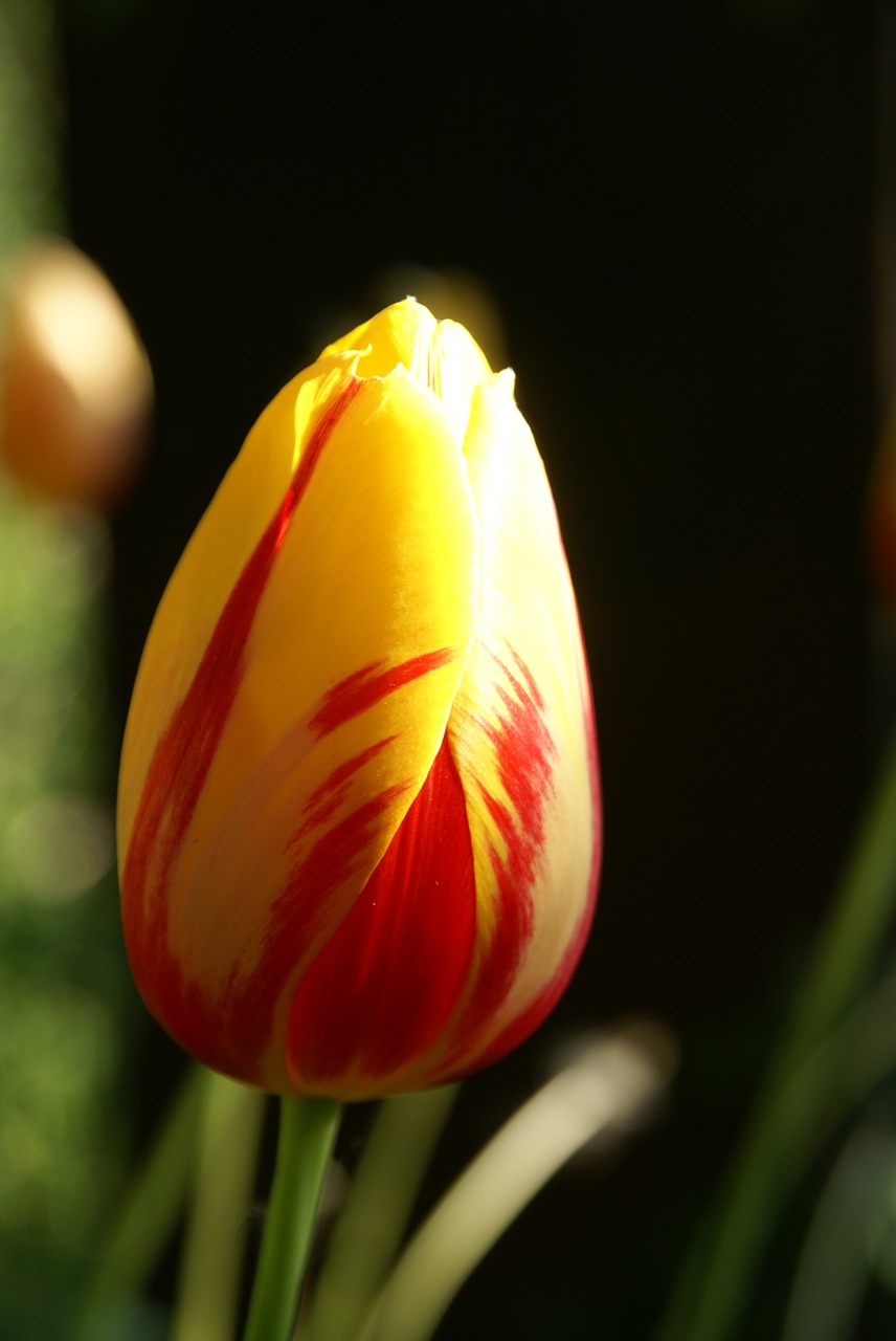 tulip nature flower free photo