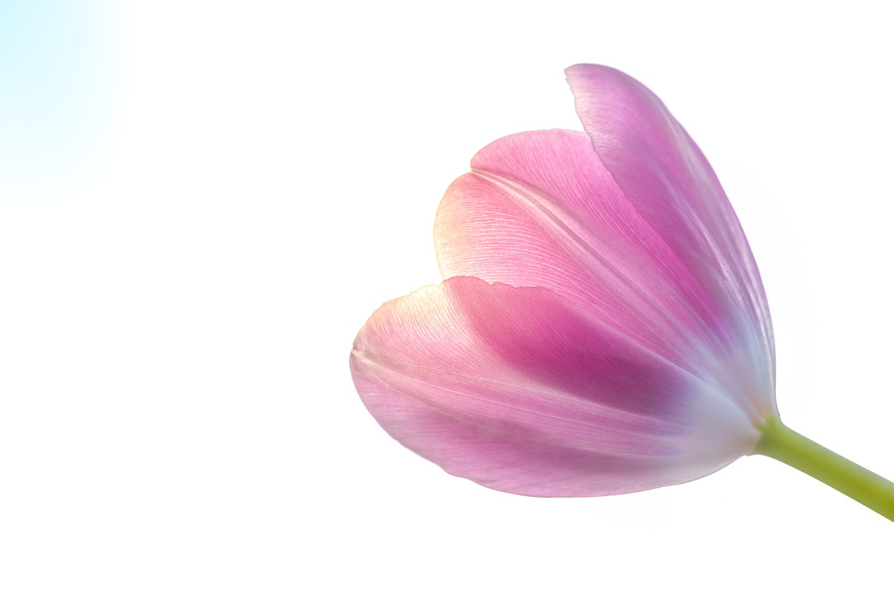 tulip pink dutch free photo
