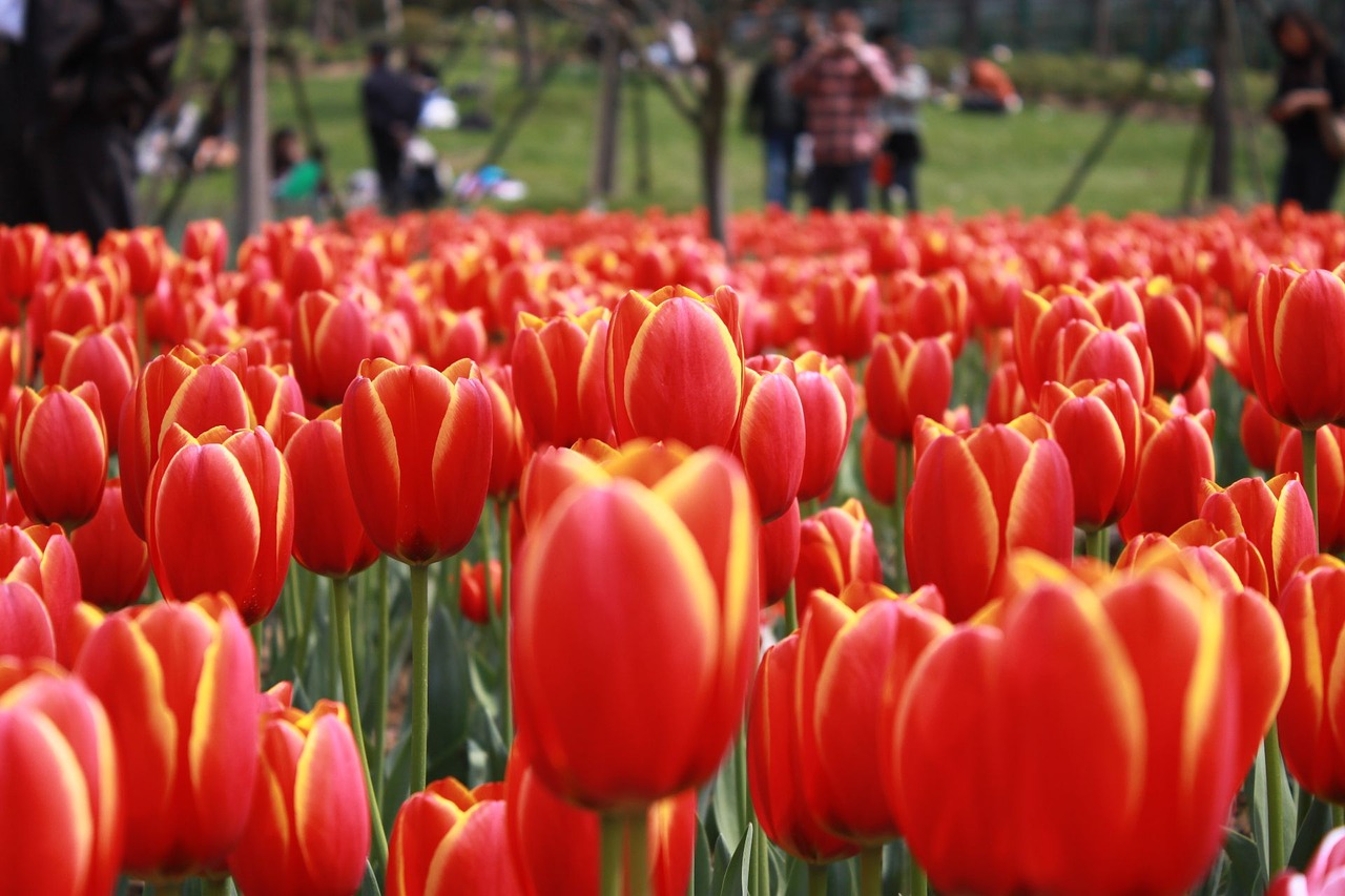 tulip flower garden free photo