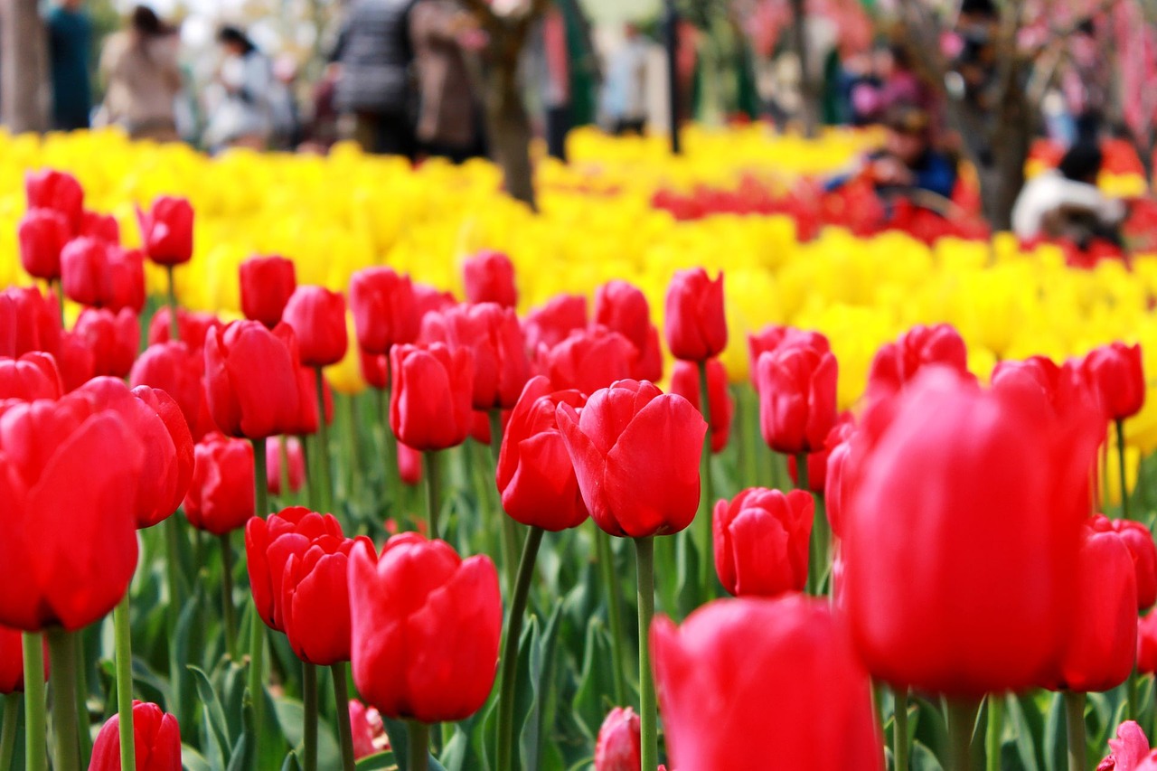 tulip garden flower free photo