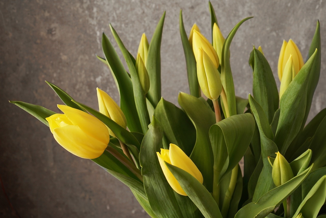 tulip spring bouquet free photo