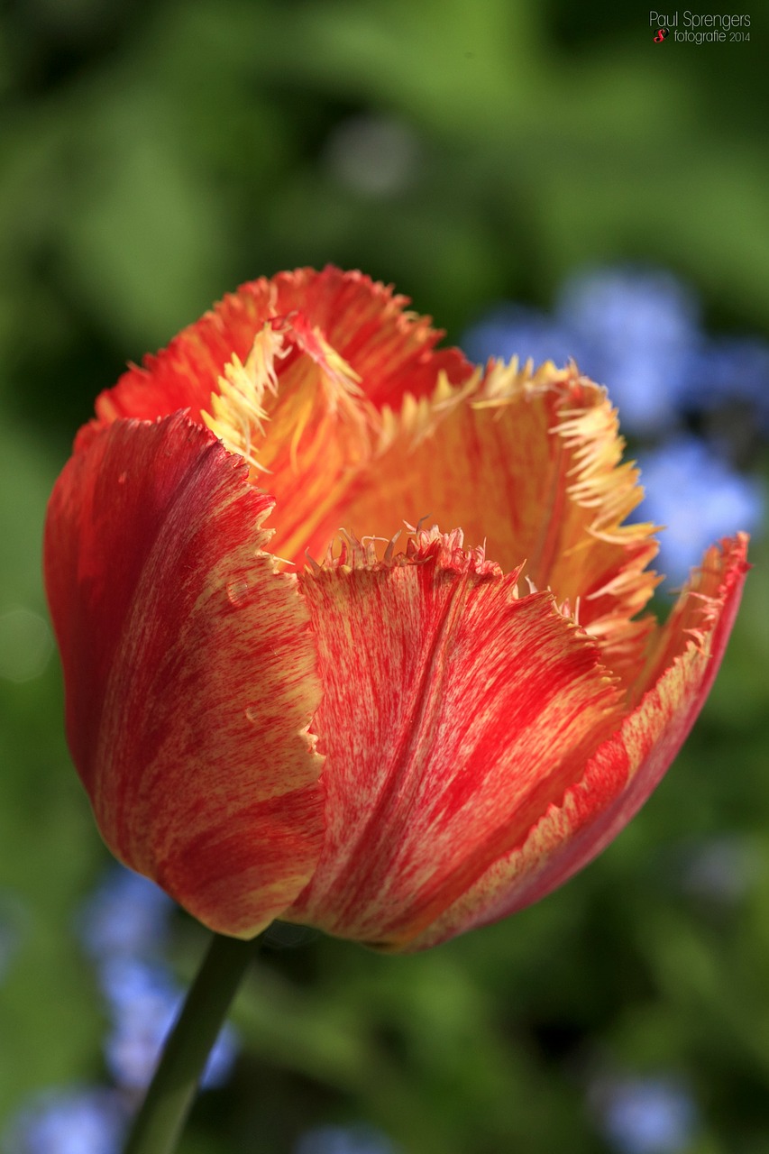 tulip flower tulips free photo