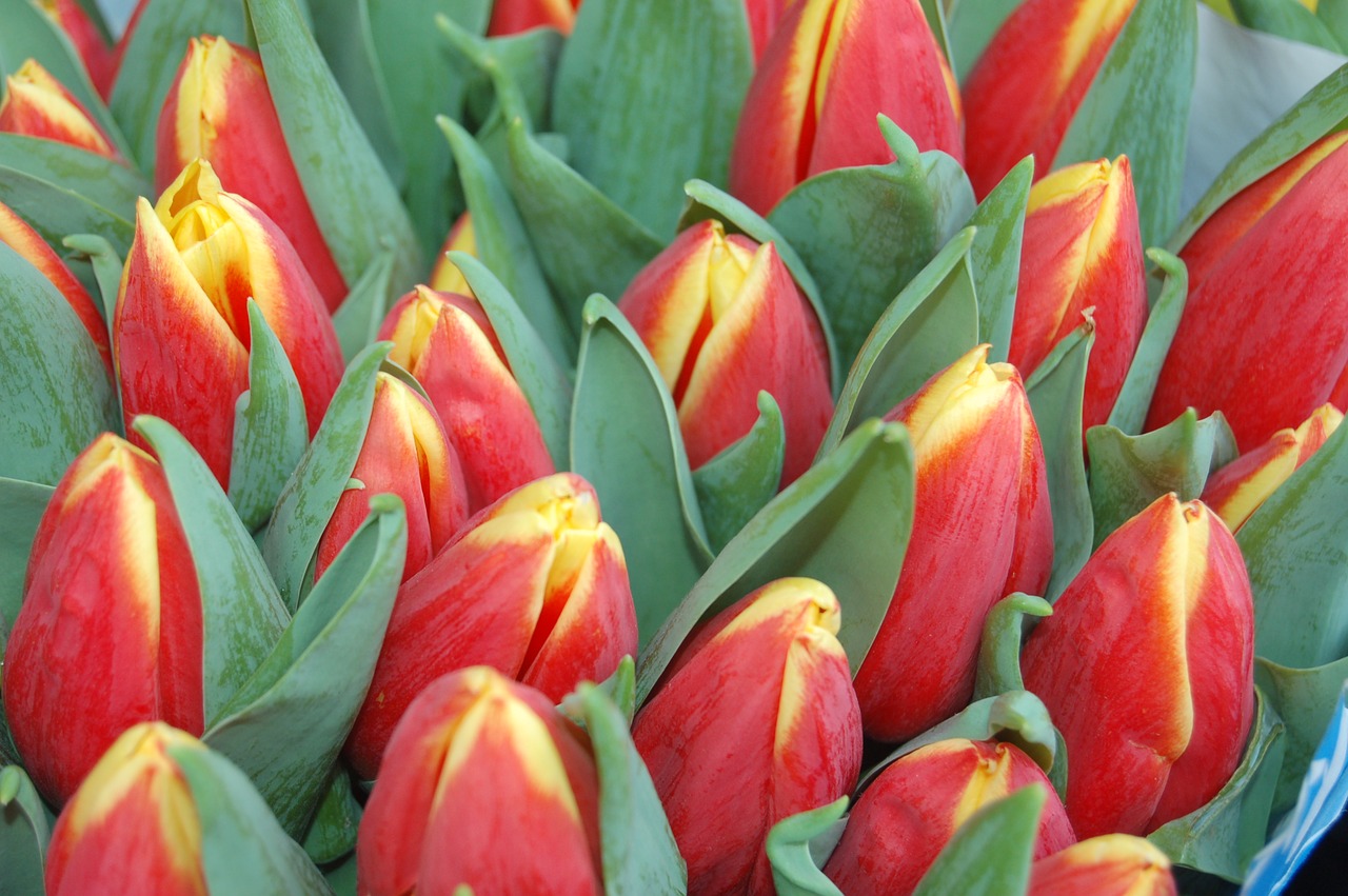 tulip flower garden free photo