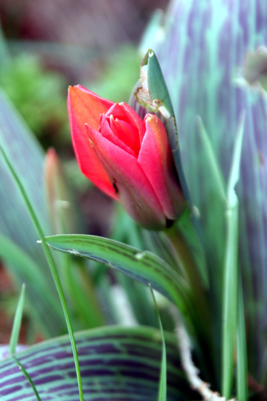 tulip red leaf free photo