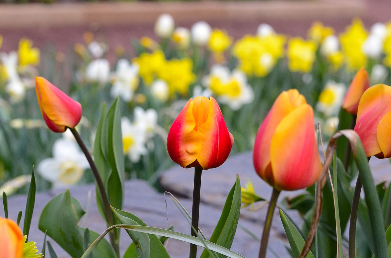 tulip flower nature free photo