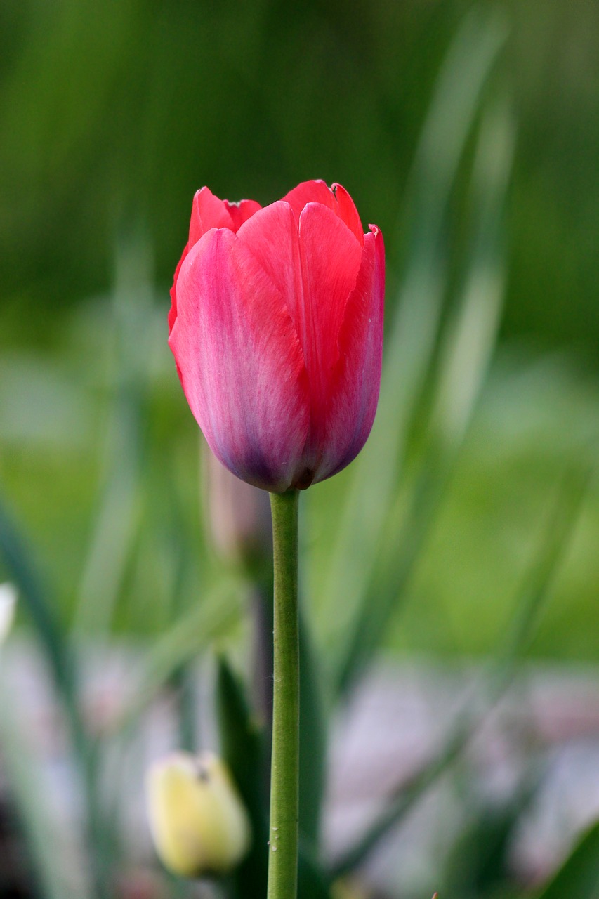 tulip nature flower free photo