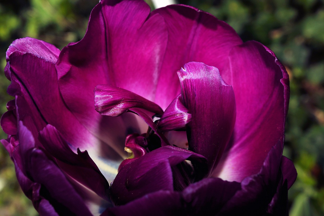 tulip blossom bloom free photo