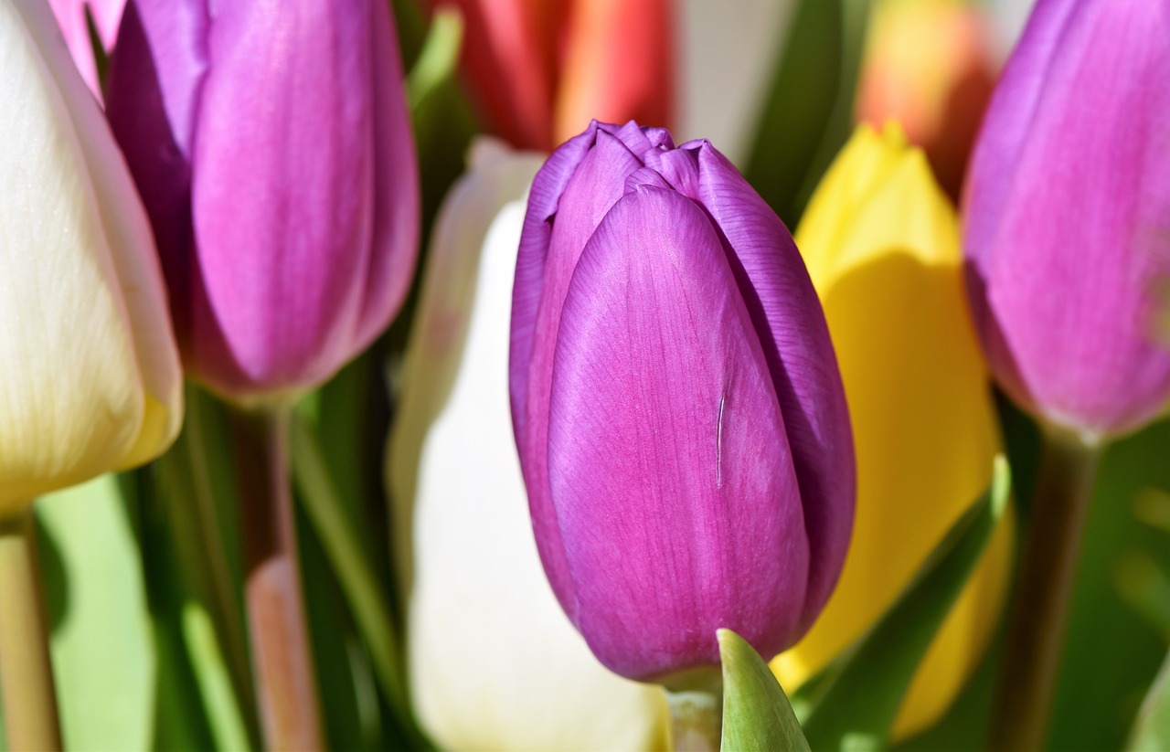 tulip blossom bloom free photo