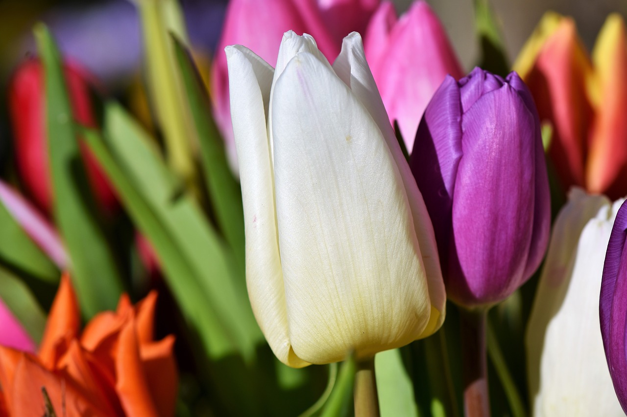 tulip blossom bloom free photo