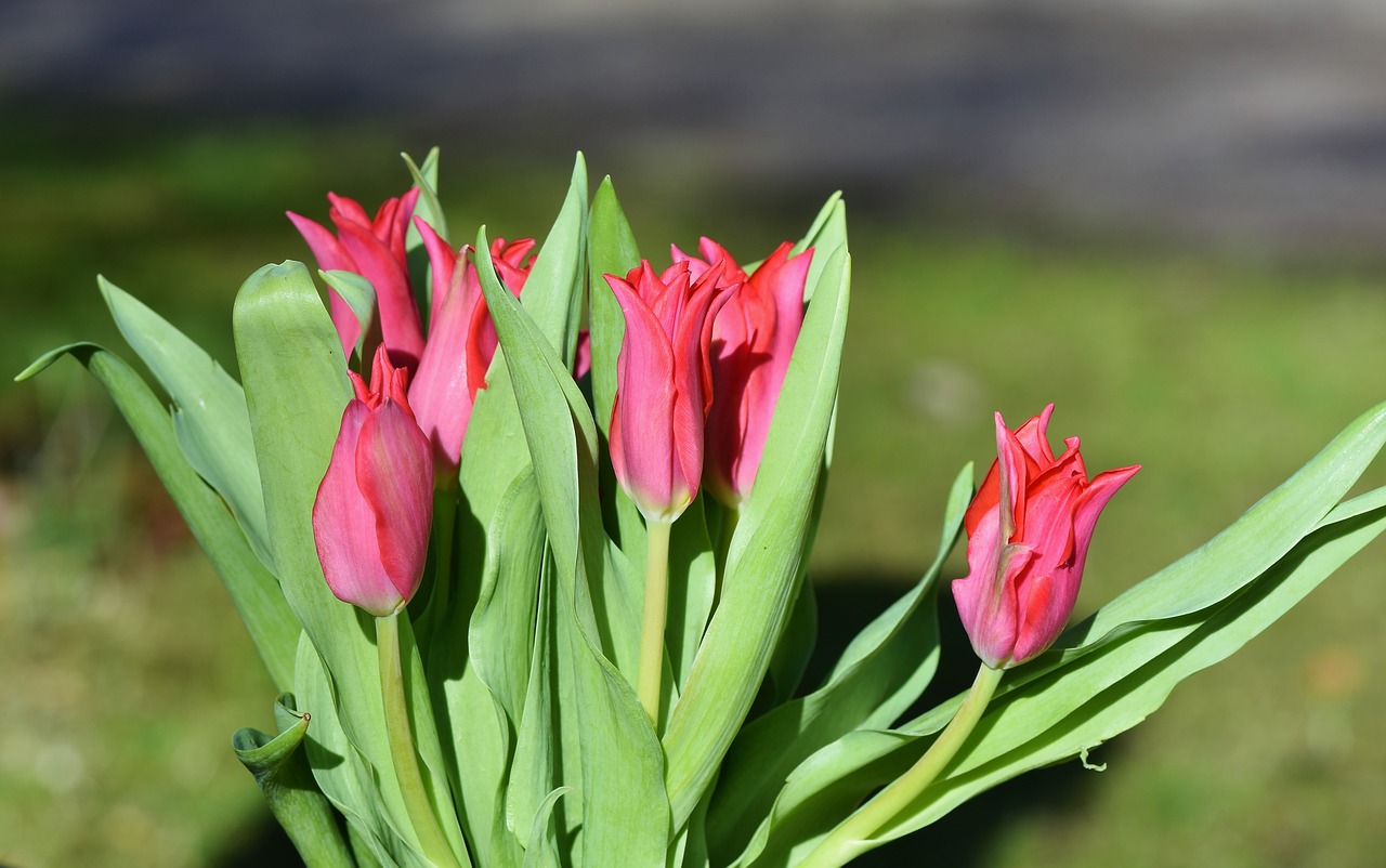 tulip tulip bouquet blossom free photo