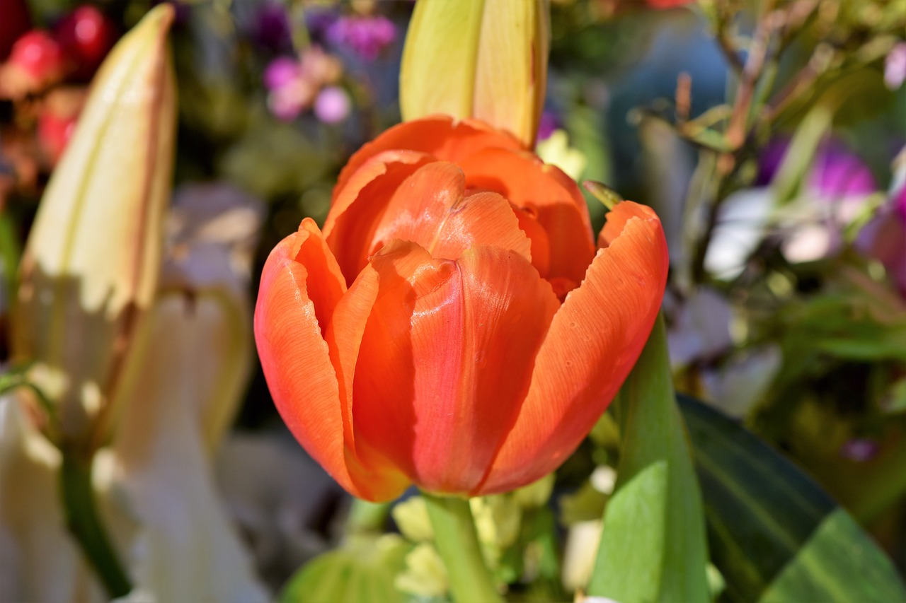 tulip blossom bloom free photo