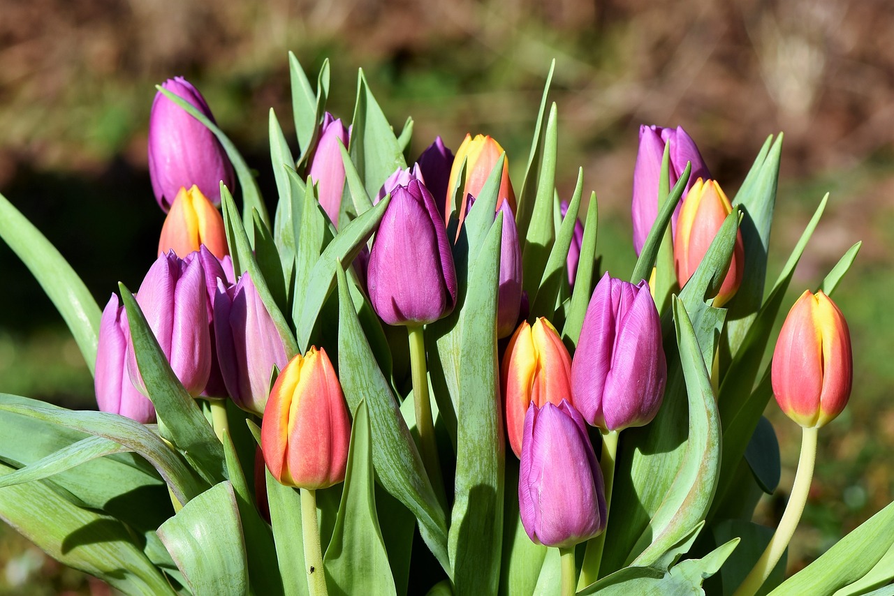 tulip tulip bouquet blossom free photo