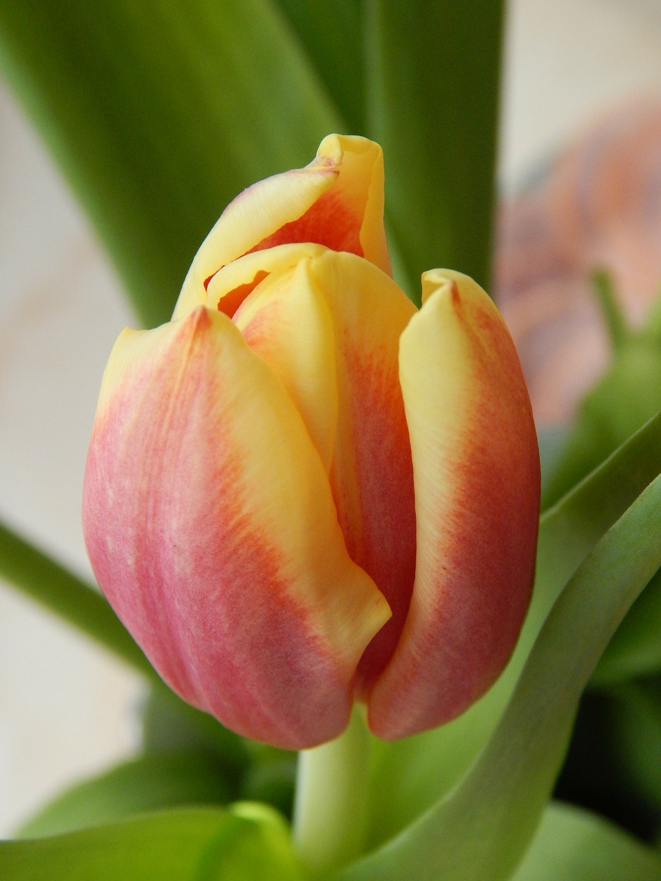 tulip cup colored free photo