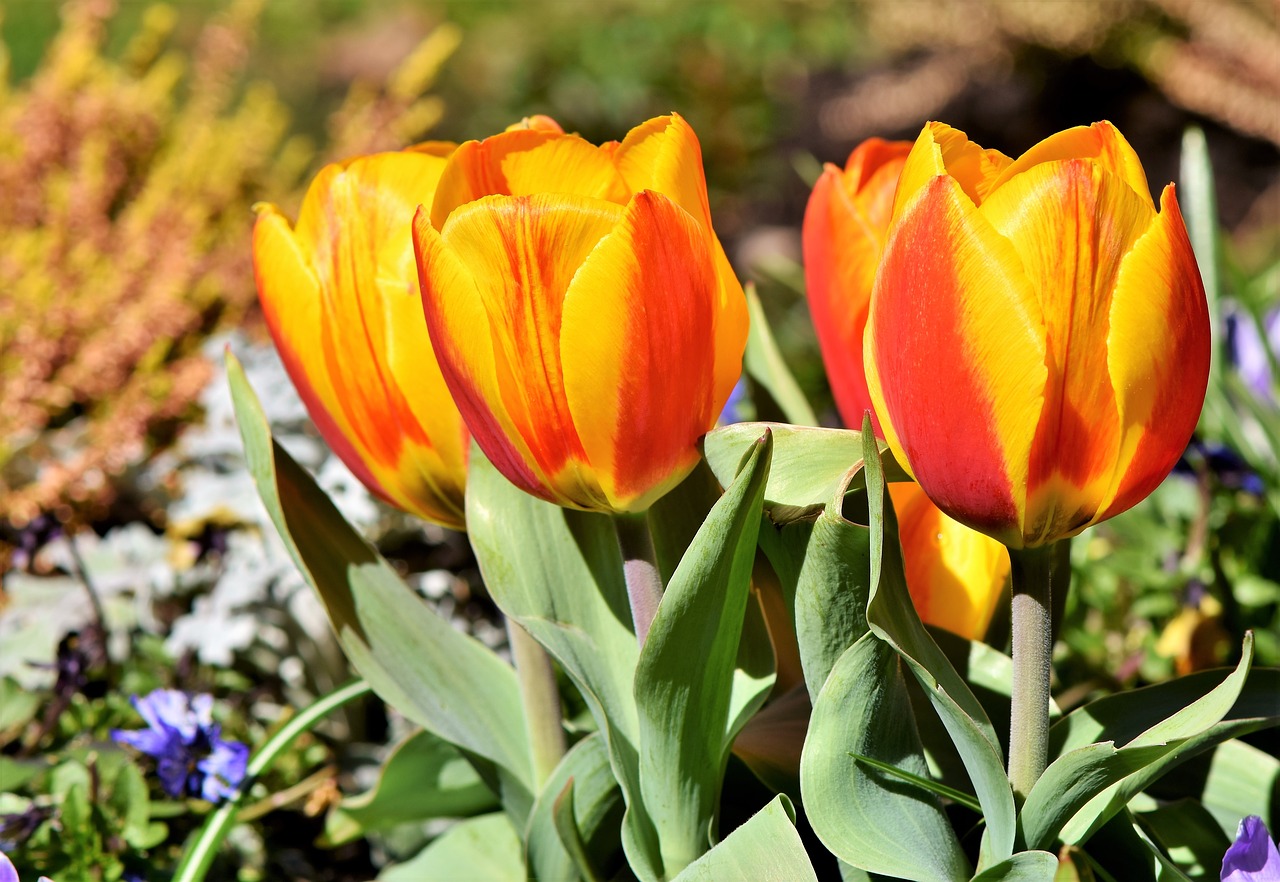 tulip tulip bouquet blossom free photo