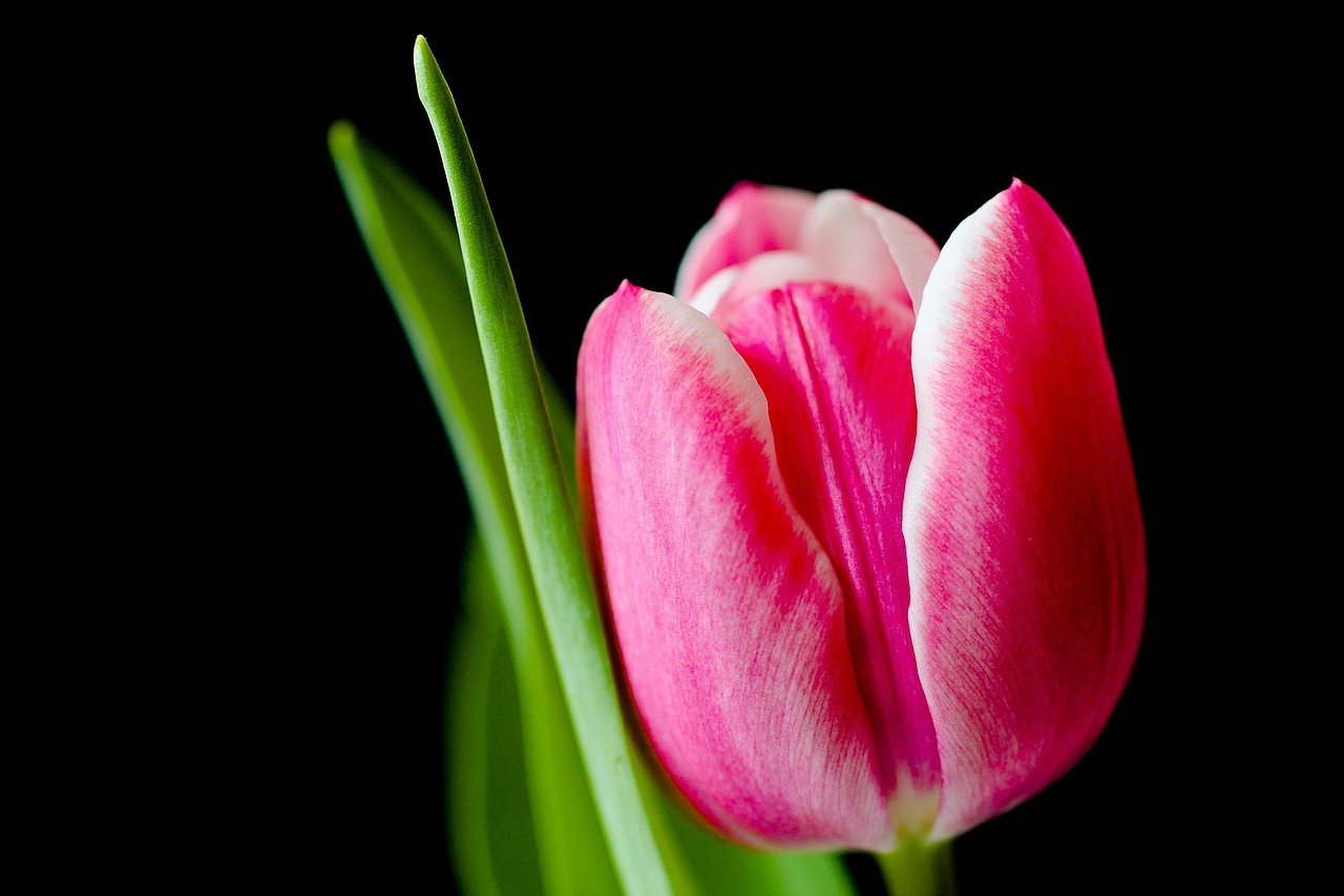 tulip flower spring free photo