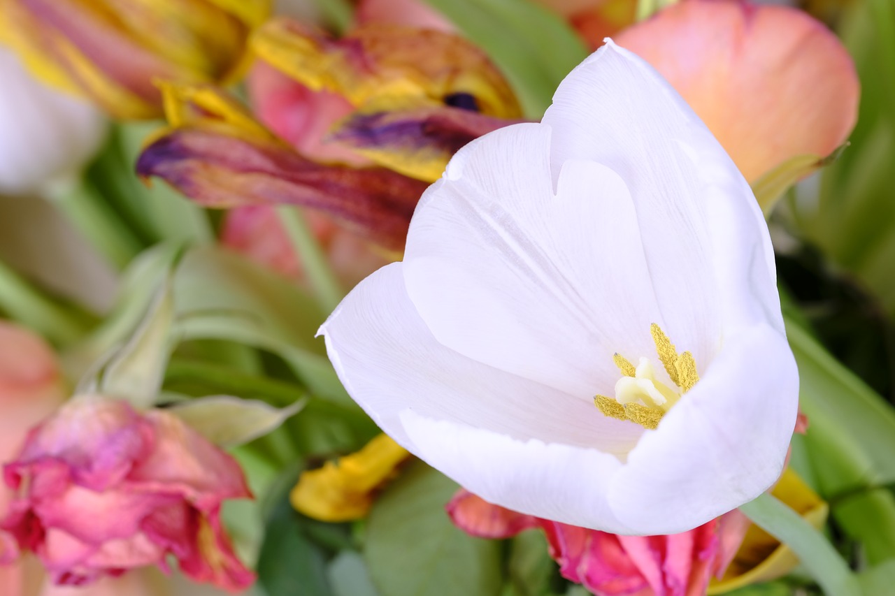 tulip tulipa lily family free photo