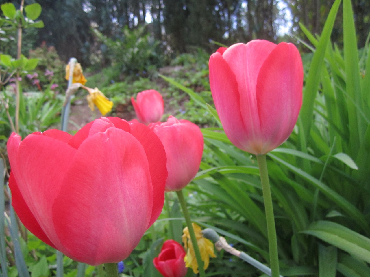 tulip flower tulips free photo