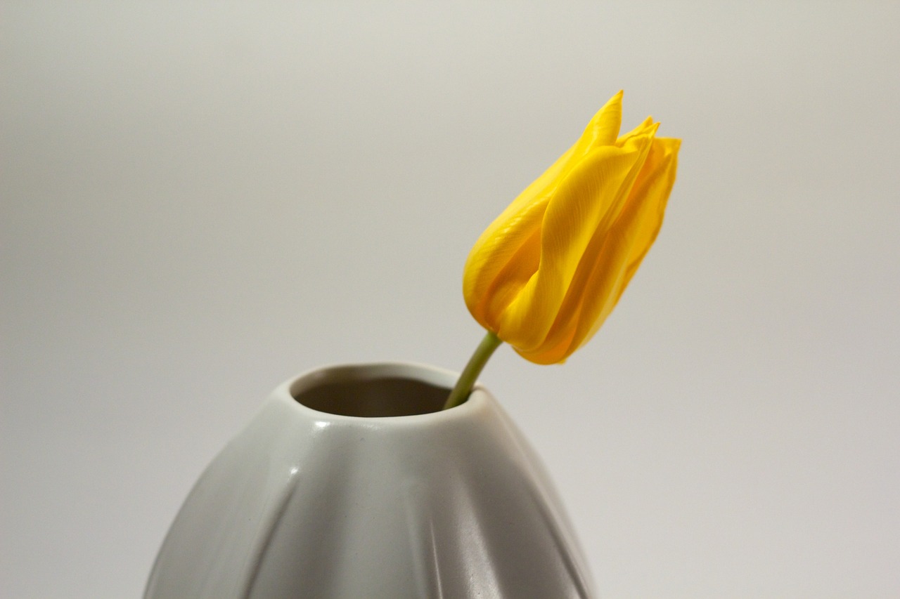 tulip vase grow free photo