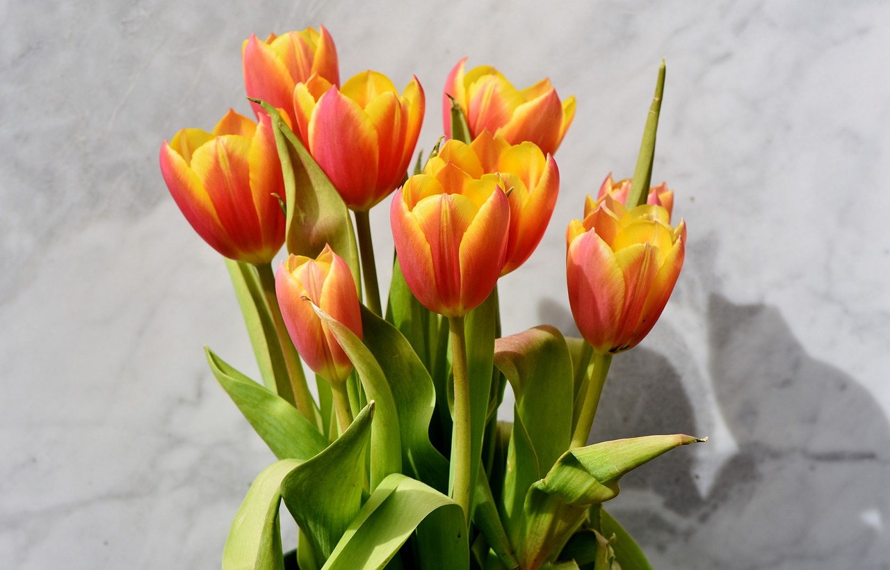 tulip tulip bouquet blossom free photo